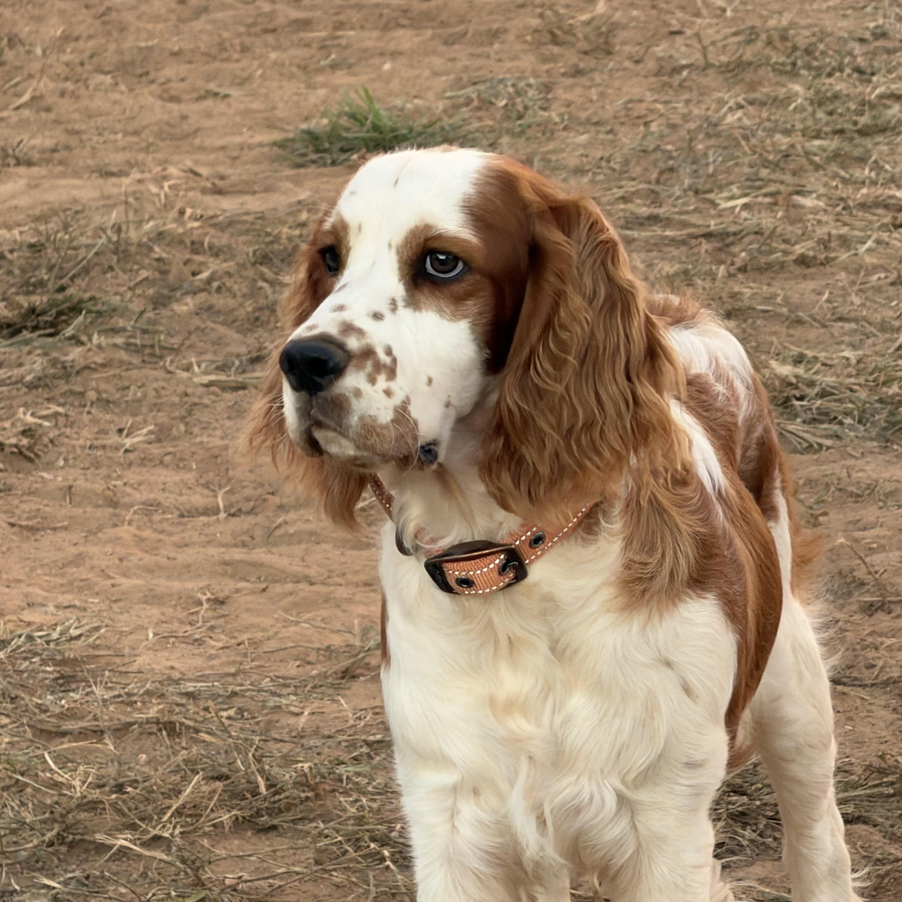 Enlarge Walter 695, a Adopted English Springer Spaniel in Seneca, SC image 1/4