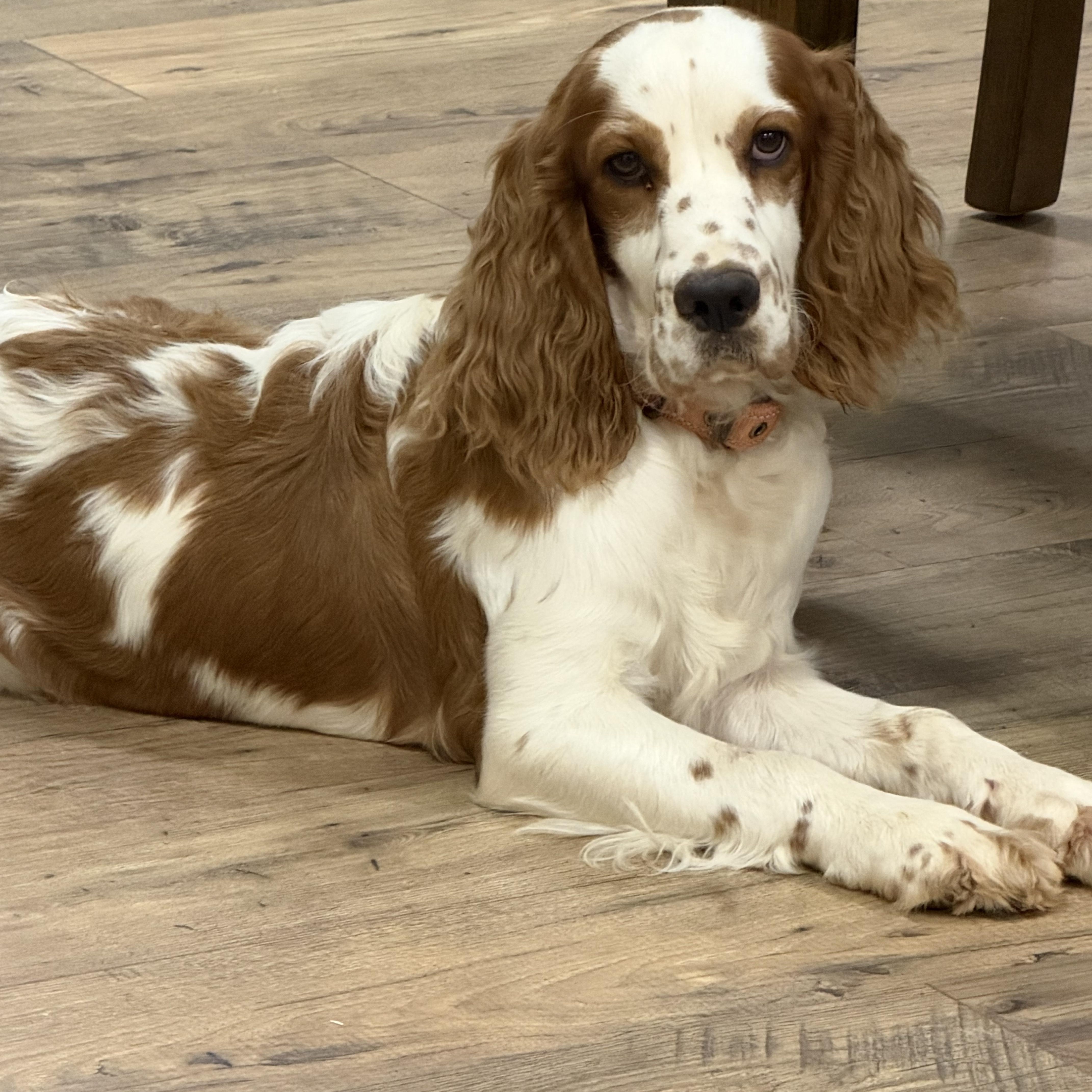 Enlarge Walter 695, a Adopted English Springer Spaniel in Seneca, SC image 4/4