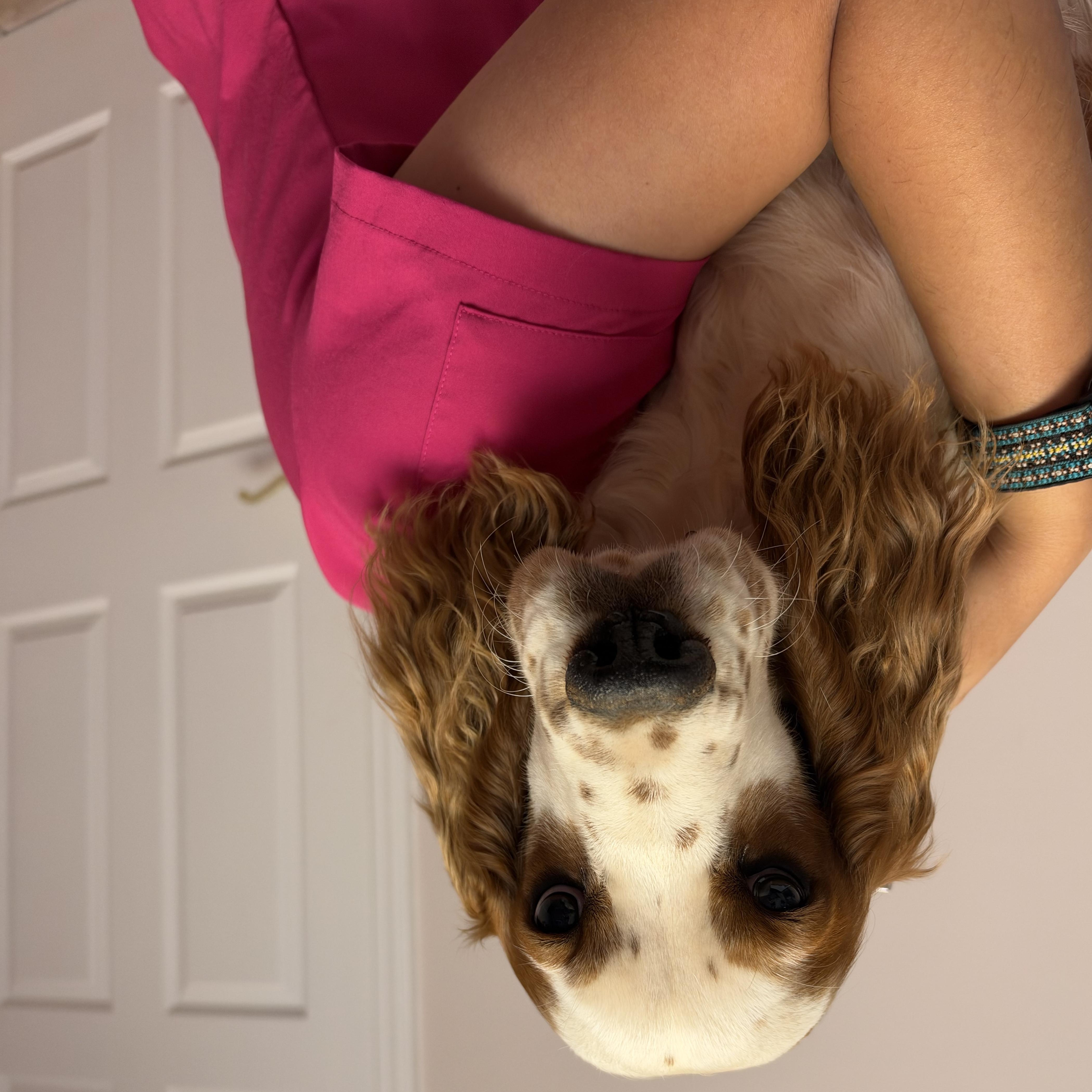 Enlarge Walter 695, a Adopted English Springer Spaniel in Seneca, SC image 2/4