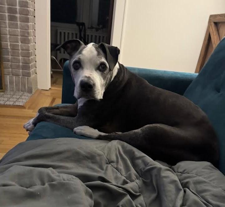 Enlarge CAPO, a Adoptable mixed breed in New York, NY image 2/2