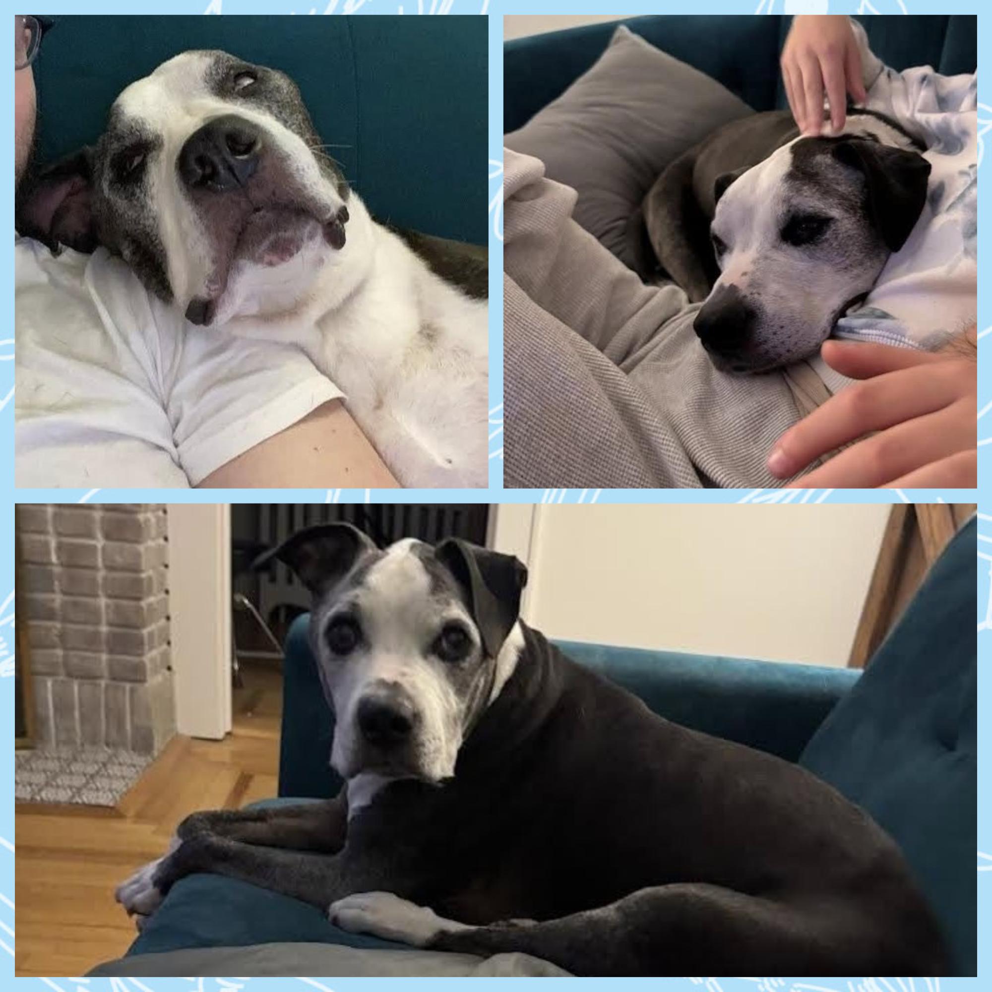 Enlarge CAPO, a Adoptable mixed breed in New York, NY image 1/2