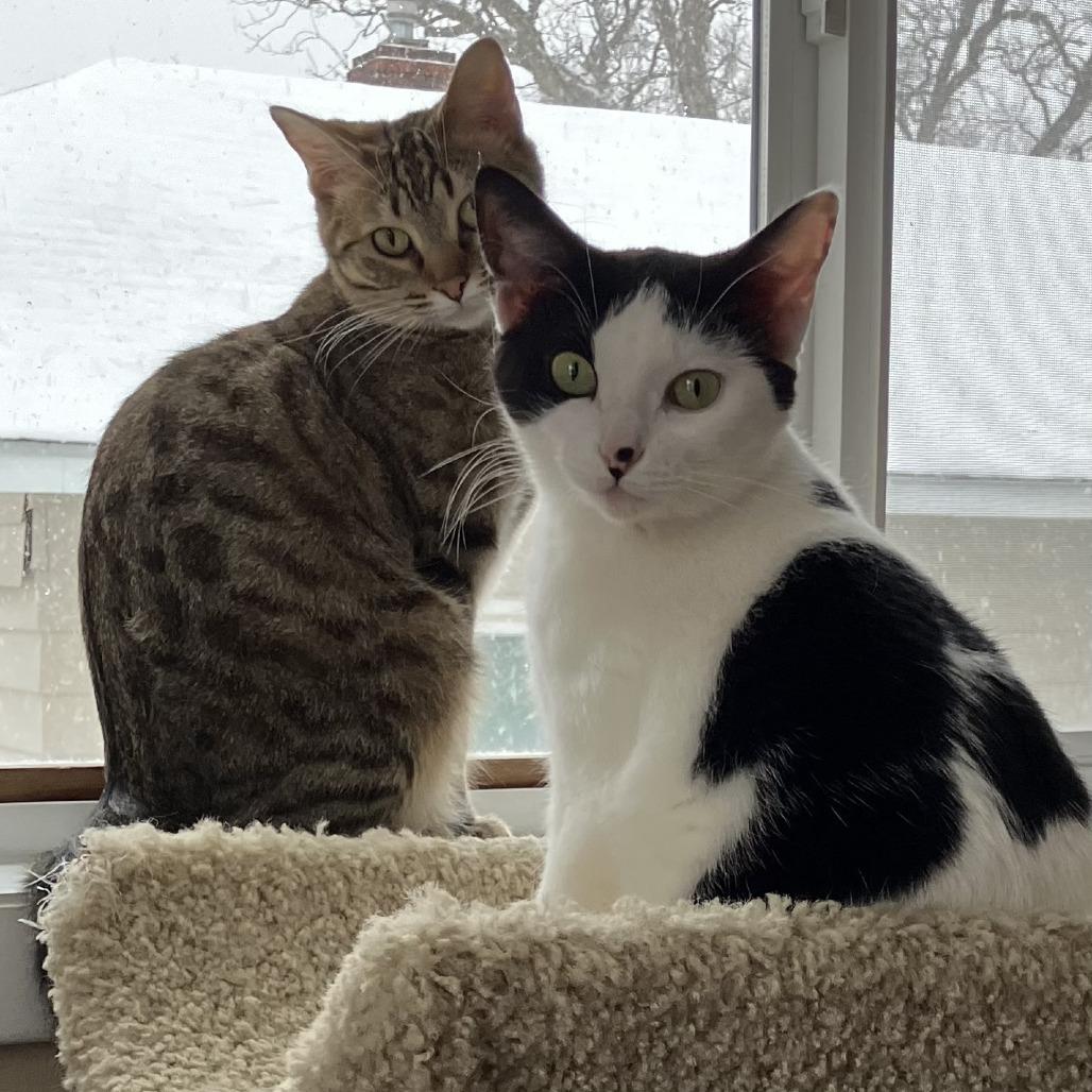 Enlarge Meowth, a Adoptable Domestic Short Hair in South Haven, MI image 1/5