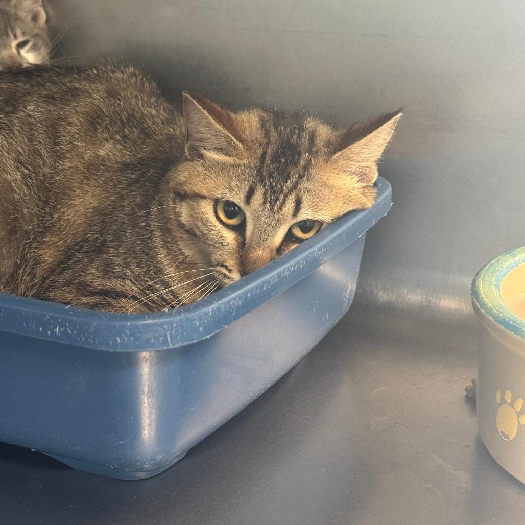 Meowth, Adoptable, Adult Female Domestic Short Hair.