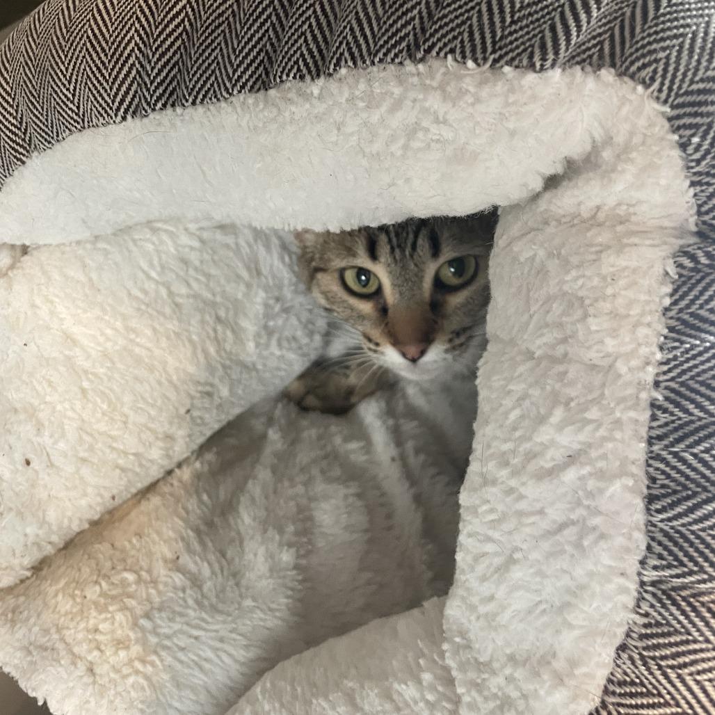 Meowth, a Adoptable Domestic Short Hair in South Haven, MI image 2/2