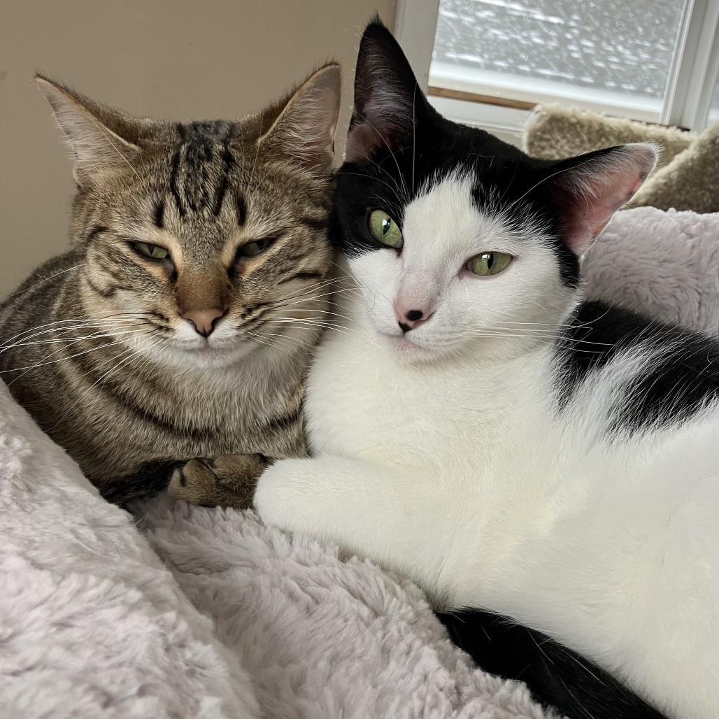 Enlarge Meowth, a Adoptable Domestic Short Hair in South Haven, MI image 4/5