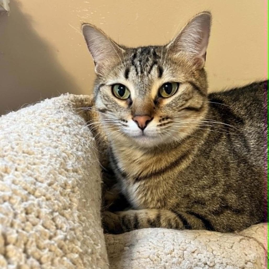 Enlarge Meowth, a Adoptable Domestic Short Hair in South Haven, MI image 4/5