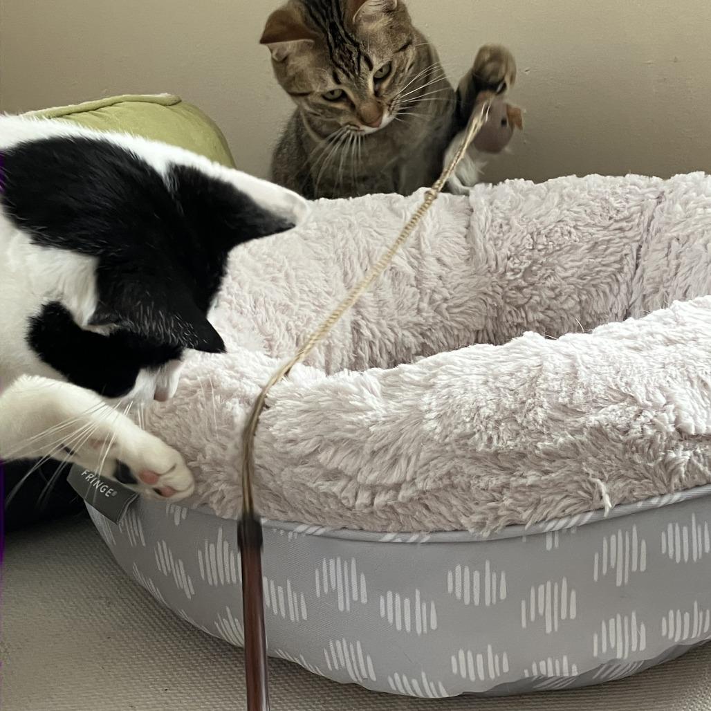 Enlarge Meowth, a Adoptable Domestic Short Hair in South Haven, MI image 5/5