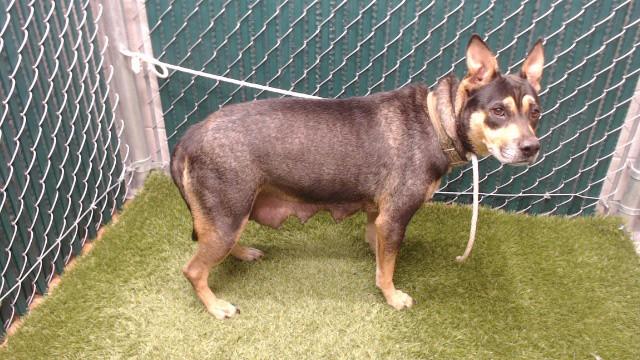 RUNT, Adoptable, Young Female German Shepherd Dog & Pit Bull Terrier.