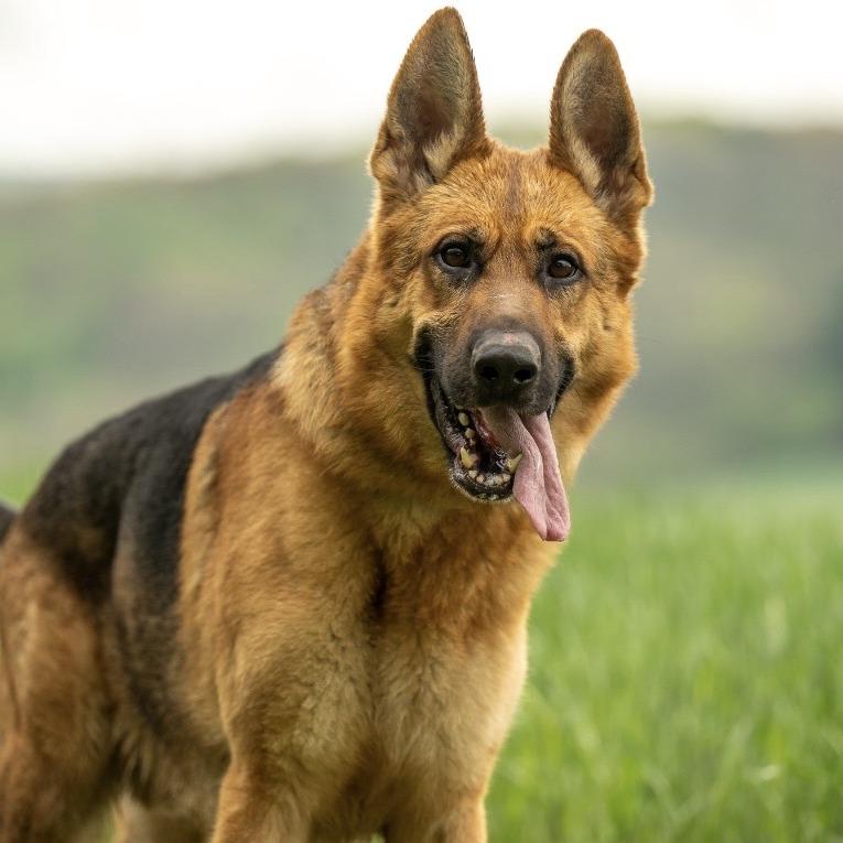 Enlarge Racket (26-184), a Adoptable German Shepherd Dog in New Ringgold, PA image 1/6