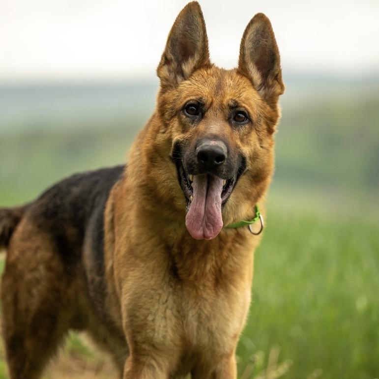 Enlarge Racket (26-184), a Adoptable German Shepherd Dog in New Ringgold, PA image 2/6