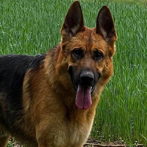 Enlarge Racket (26-184), a Adoptable German Shepherd Dog in New Ringgold, PA image 3/6