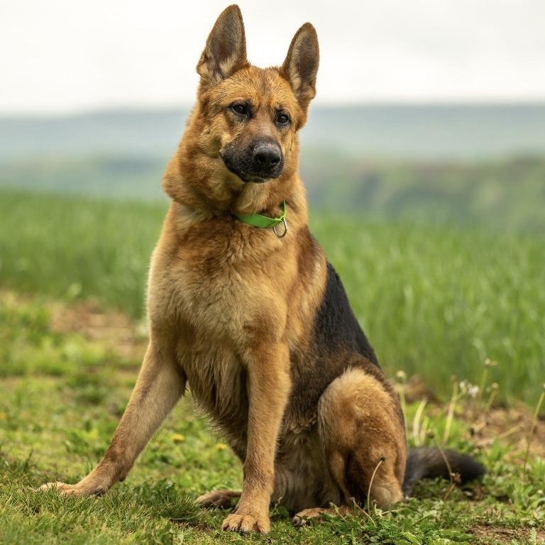 Enlarge Racket (26-184), a Adoptable German Shepherd Dog in New Ringgold, PA image 4/6