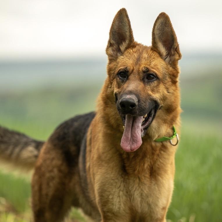 Enlarge Racket (26-184), a Adoptable German Shepherd Dog in New Ringgold, PA image 5/6