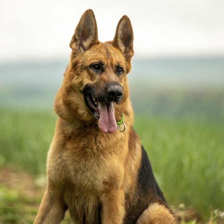 Enlarge Racket (26-184), a Adoptable German Shepherd Dog in New Ringgold, PA image 6/6