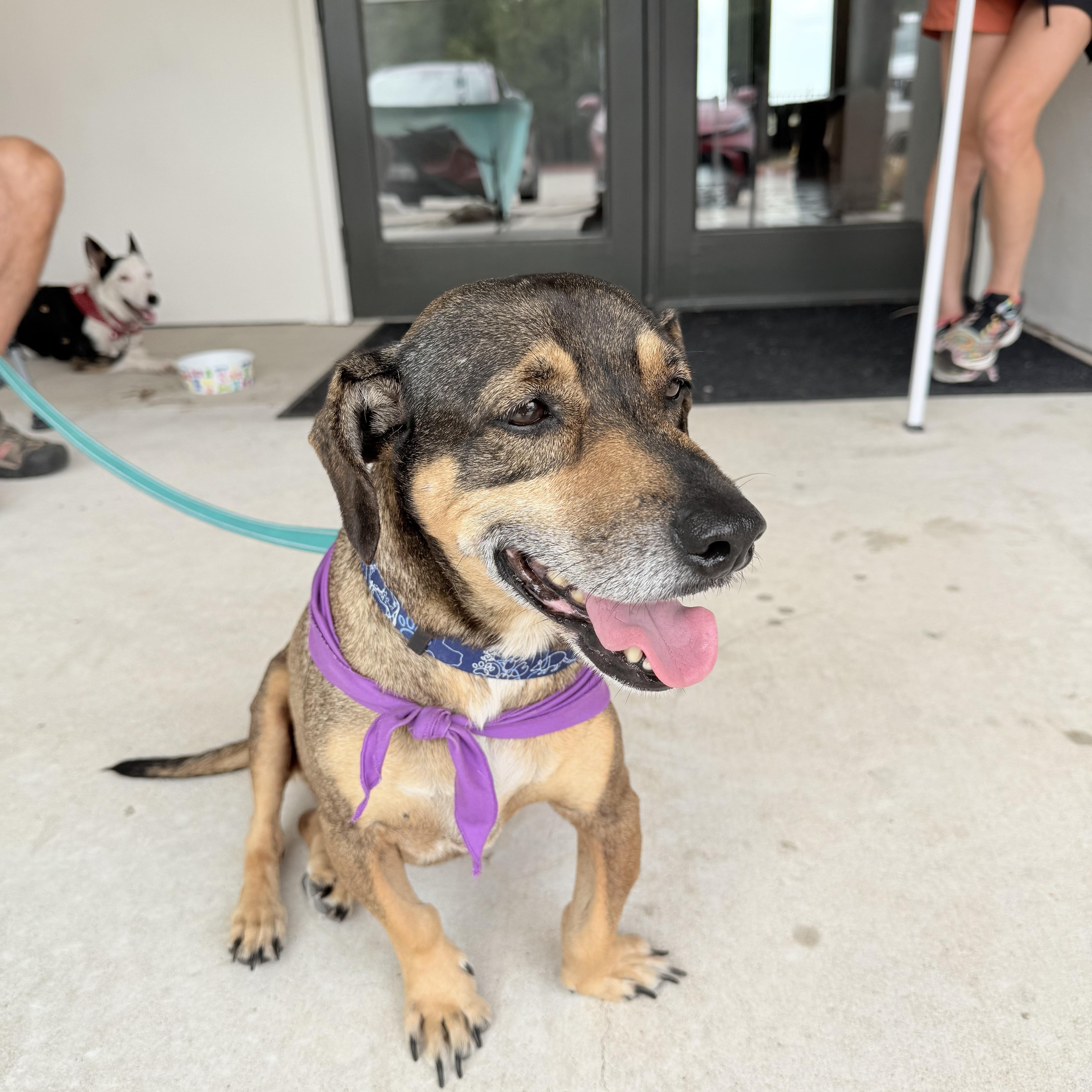 Peter, Adoptable, Senior Male Basset Hound.