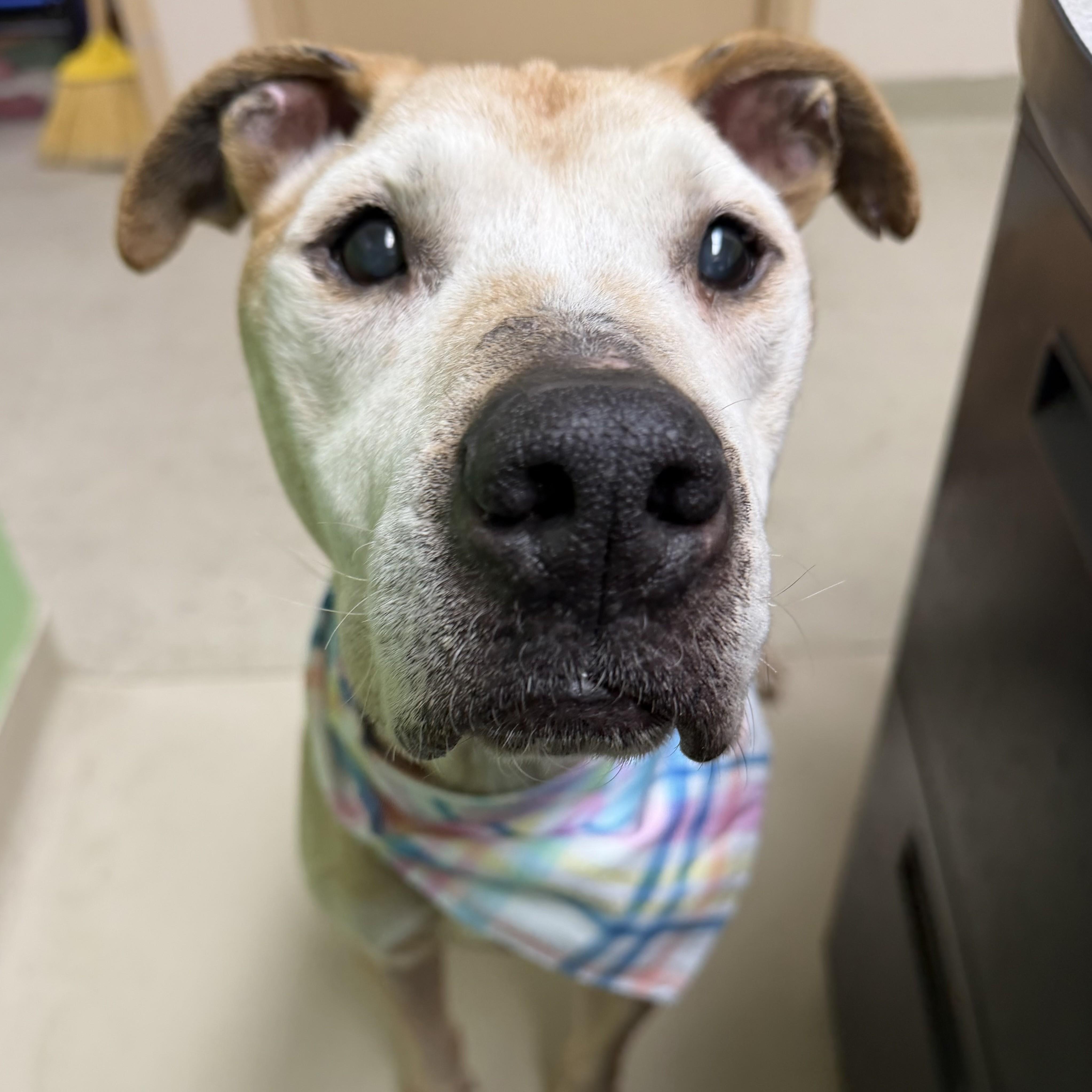 Enlarge Ole Man- #50677, a ADOPTABLE mixed breed in Columbia, MD image 6/6