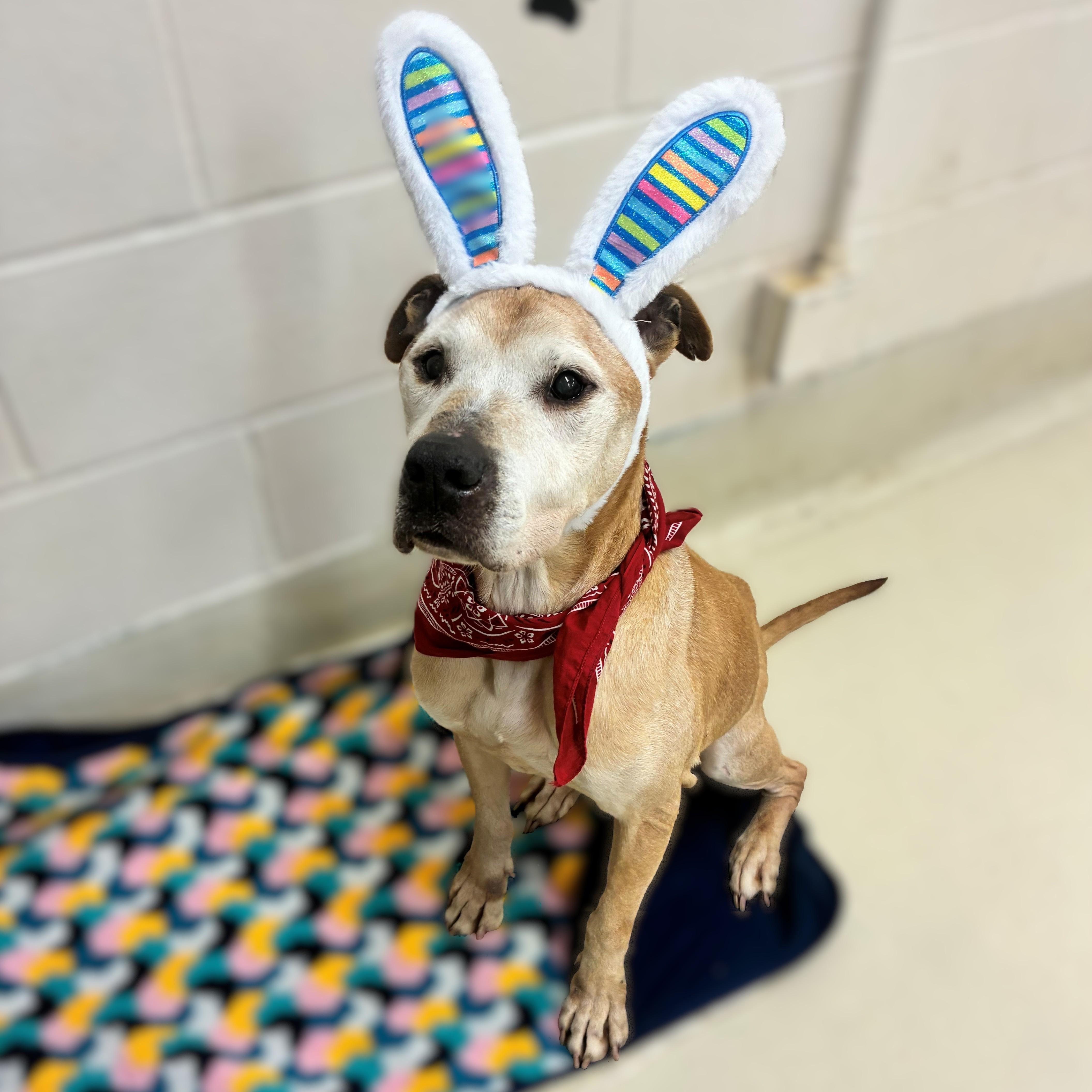 Enlarge Ole Man- #50677, a ADOPTABLE mixed breed in Columbia, MD image 3/6