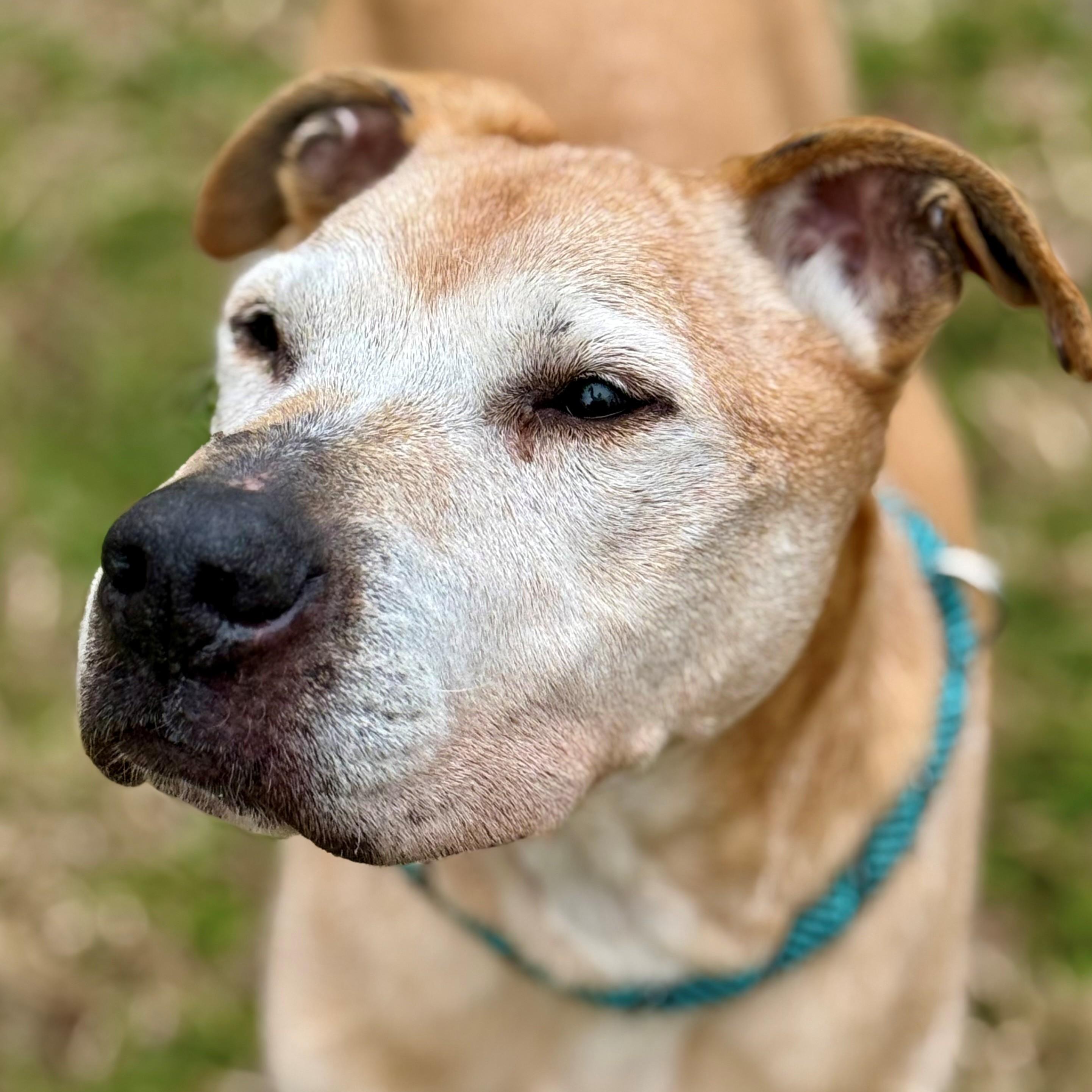 Enlarge Ole Man- #50677, a ADOPTABLE mixed breed in Columbia, MD image 2/6