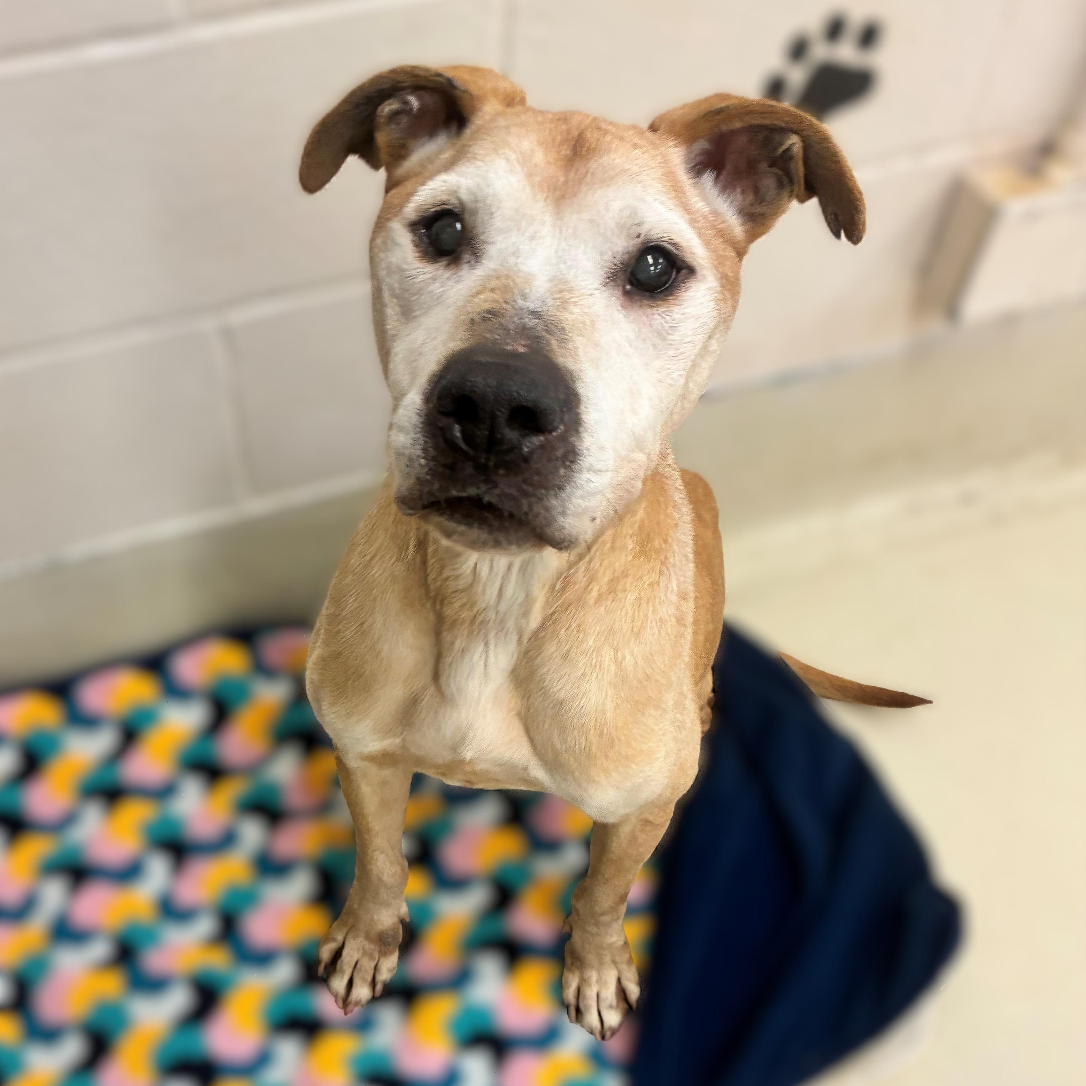 Enlarge Ole Man- #50677, a ADOPTABLE mixed breed in Columbia, MD image 4/6