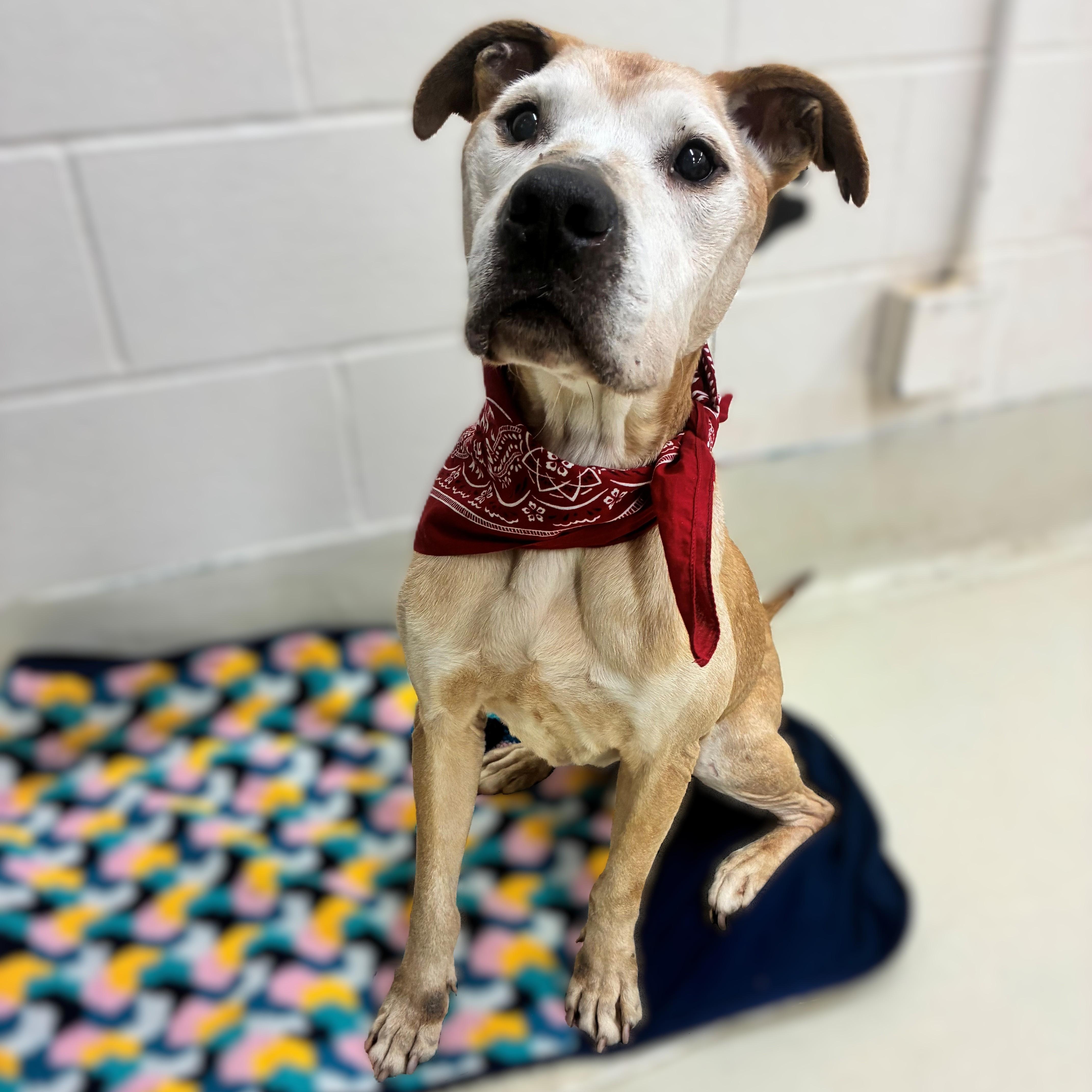 Enlarge Ole Man- #50677, a ADOPTABLE mixed breed in Columbia, MD image 5/6