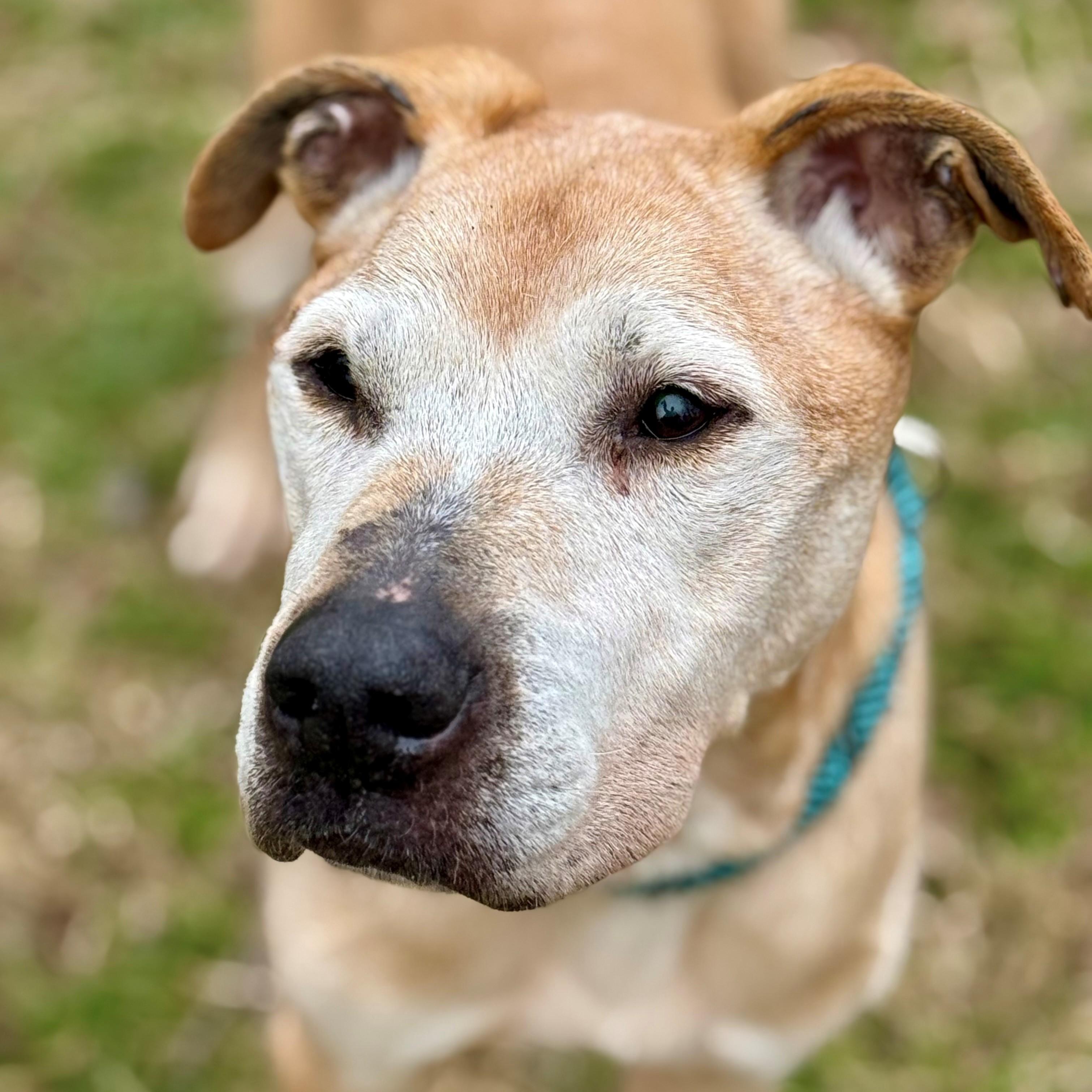 Enlarge Ole Man- #50677, a ADOPTABLE mixed breed in Columbia, MD image 1/6