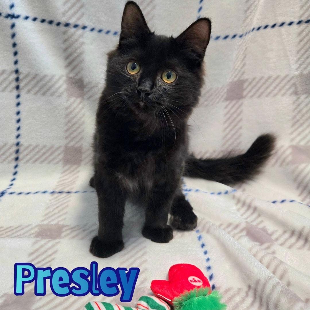 Presley *Long-Haired Hemingway Kitten* , ADOPTABLE, Young Male Domestic Long Hair.