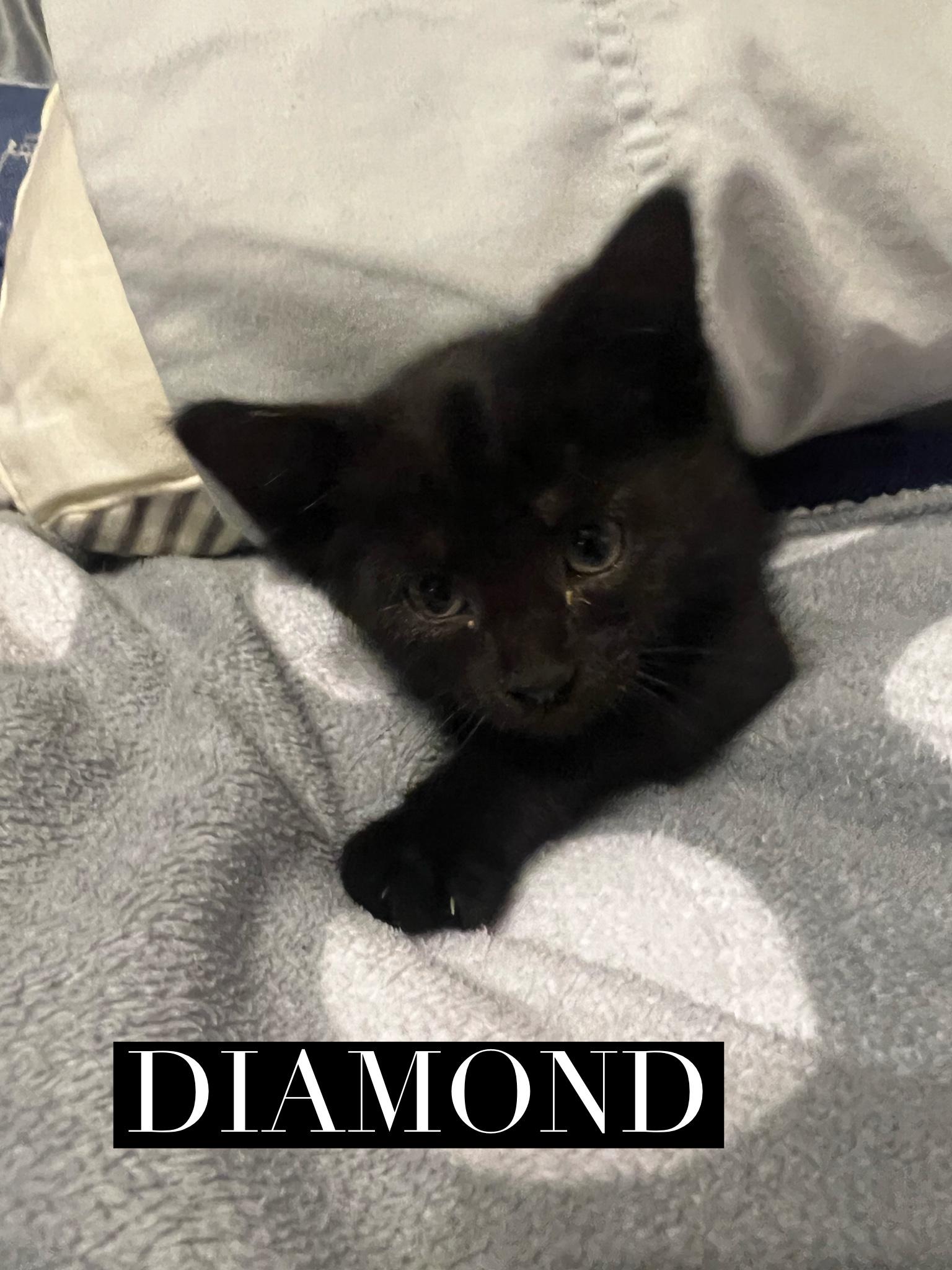 Diamond, adopted, Kitten Female Domestic Short Hair.