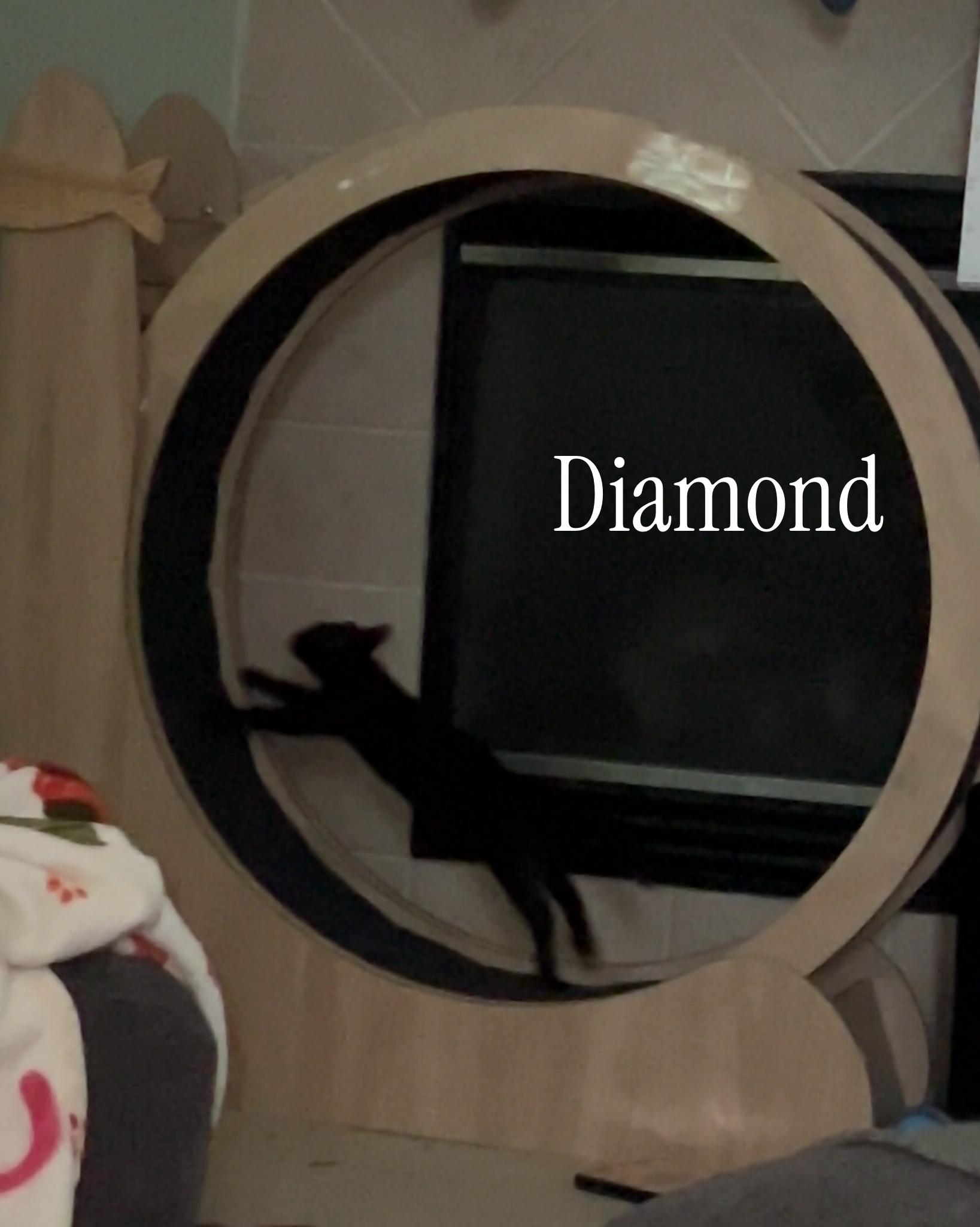 Enlarge Diamond, an adopted mixed breed in Omaha, NE image 2/2