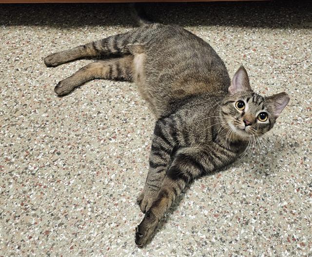 SAILOR, Adoptable, Young Male Domestic Short Hair.