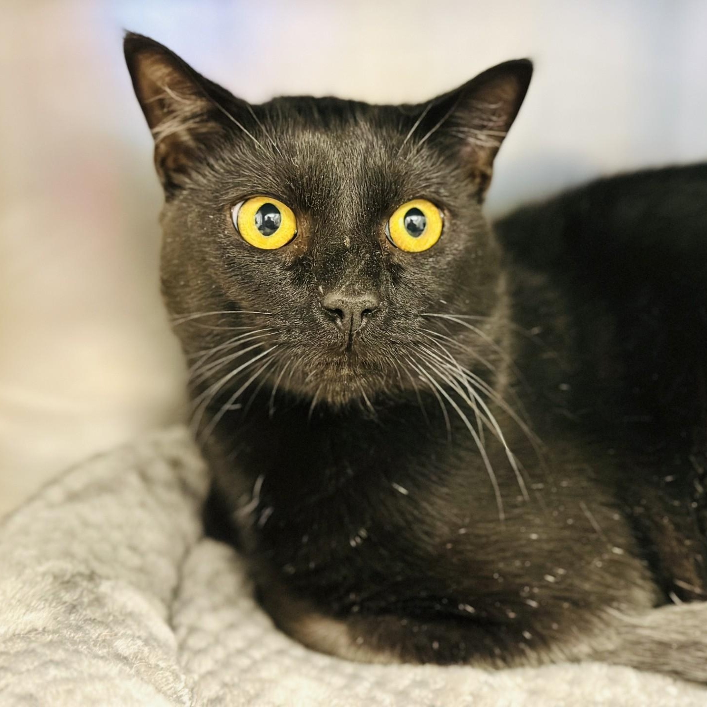 Enlarge Oliver , a ADOPTABLE Domestic Short Hair in Manahawkin, NJ image 2/2