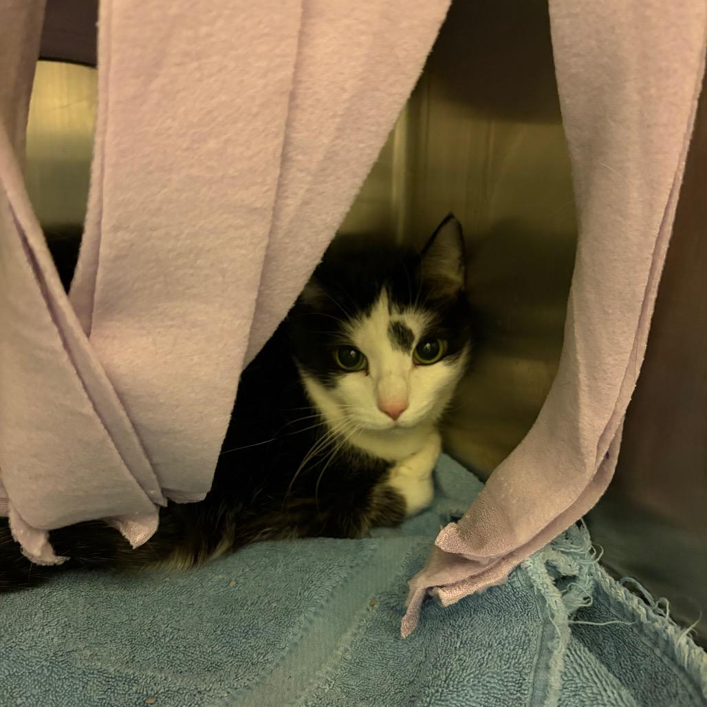 Raspberry, Adoptable, Adult Female Domestic Short Hair.