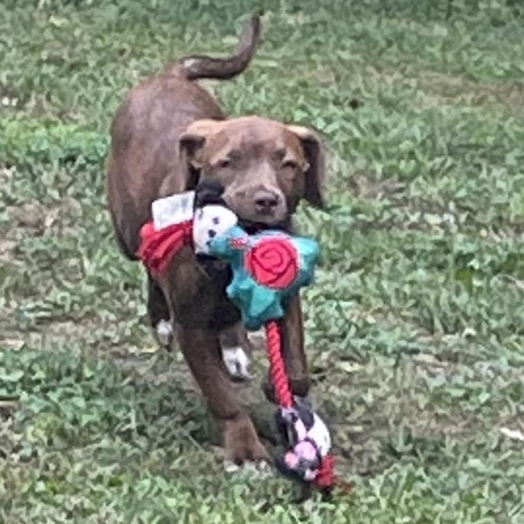 Bean, Adoptable, Puppy Female Border Collie & Mixed Breed.