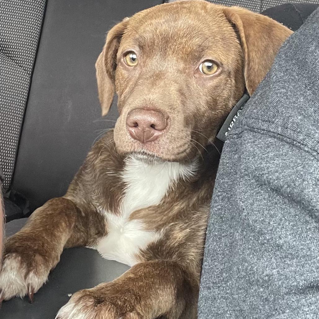 Bean, a Adoptable mixed breed in Mocksville, NC image 3/6