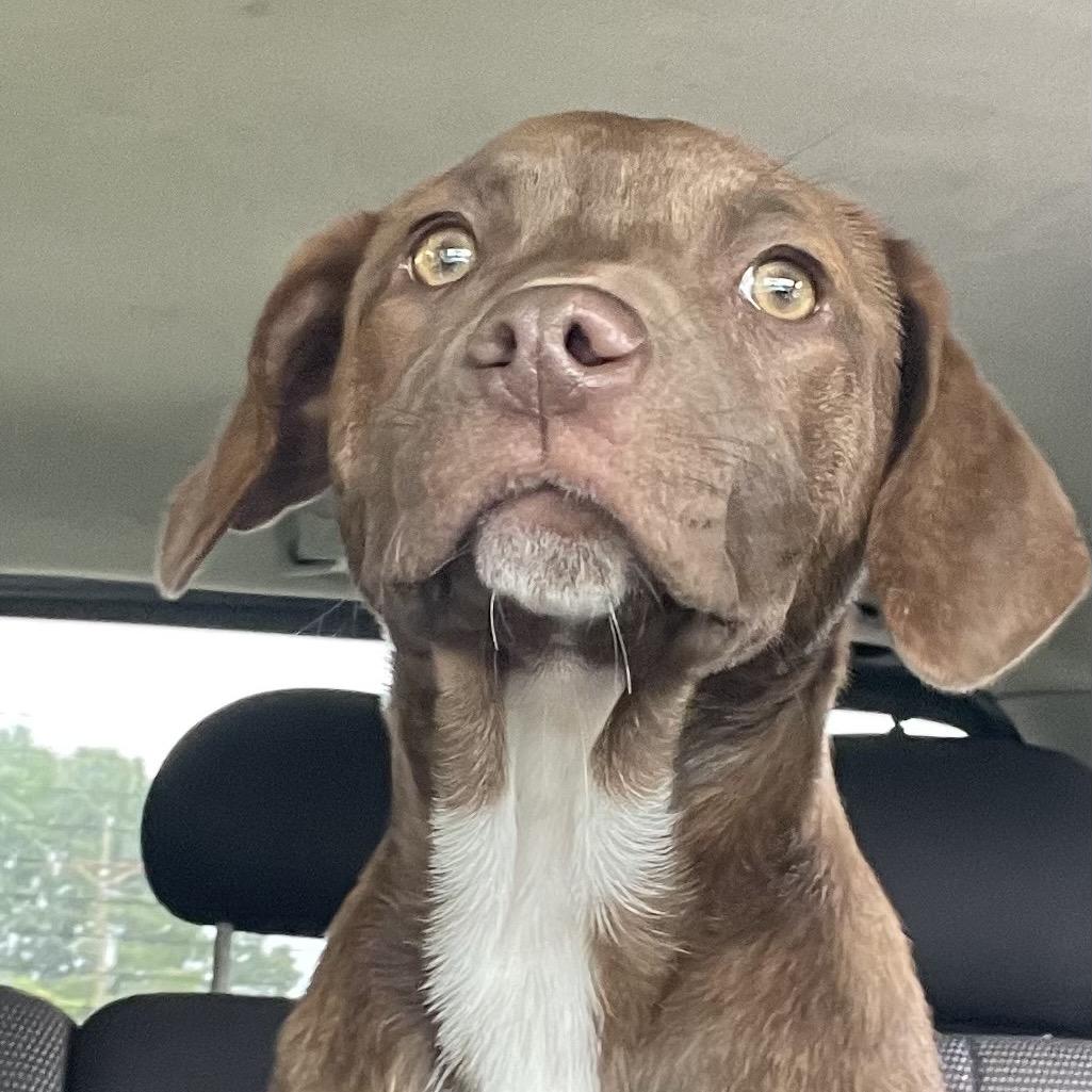 Enlarge Bean, a Adoptable mixed breed in Mocksville, NC image 5/6