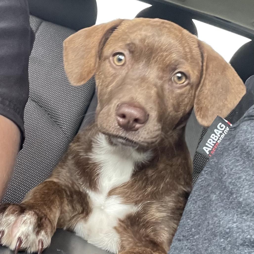 Bean, a Adoptable mixed breed in Mocksville, NC image 5/6