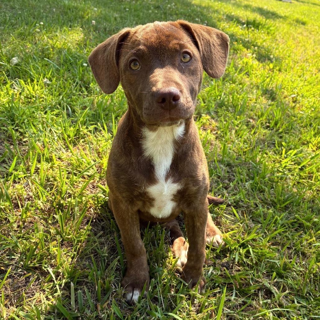 Bean, a Adoptable mixed breed in Mocksville, NC image 6/6