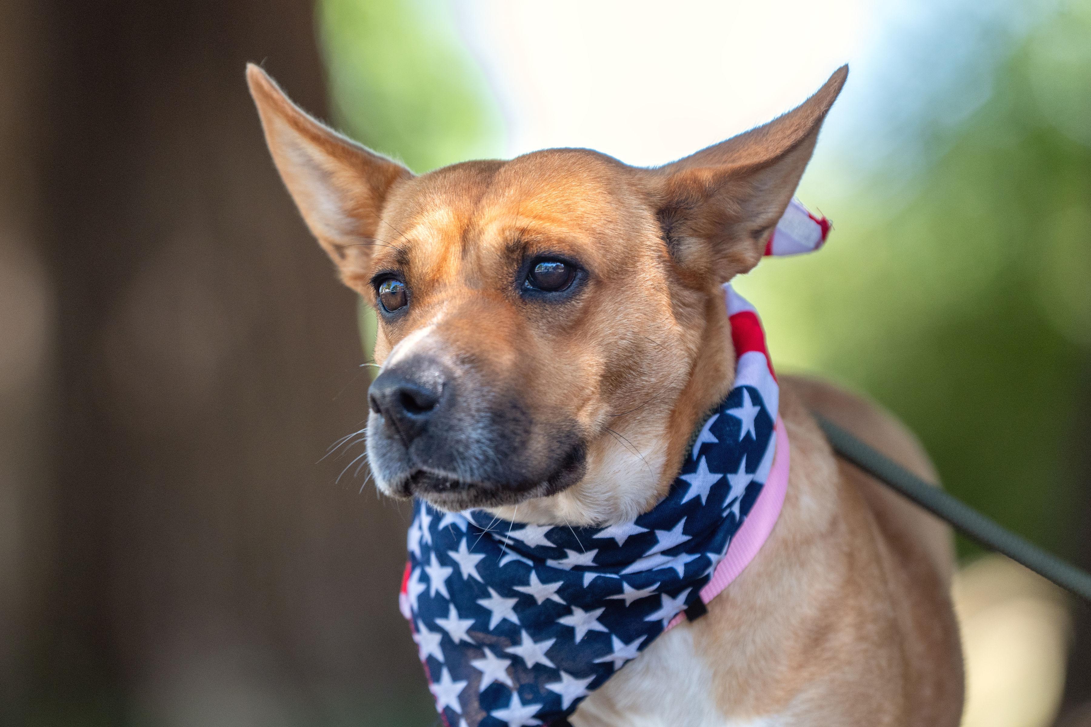 Tulia, ADOPTABLE, Adult Female Shar-Pei & Labrador Retriever.