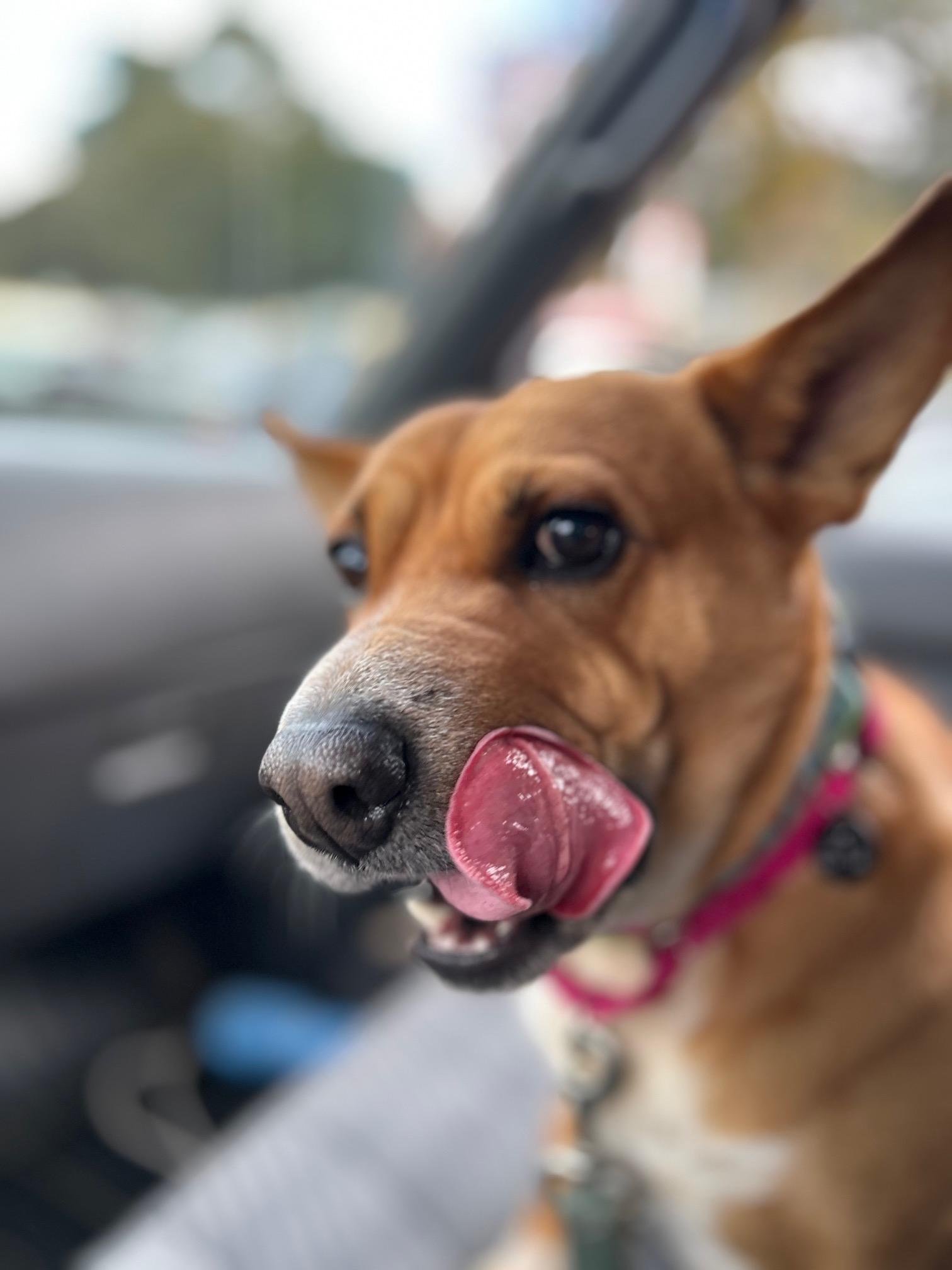 Enlarge Tulia, a ADOPTABLE mixed breed in Santa Rosa, CA image 1/6