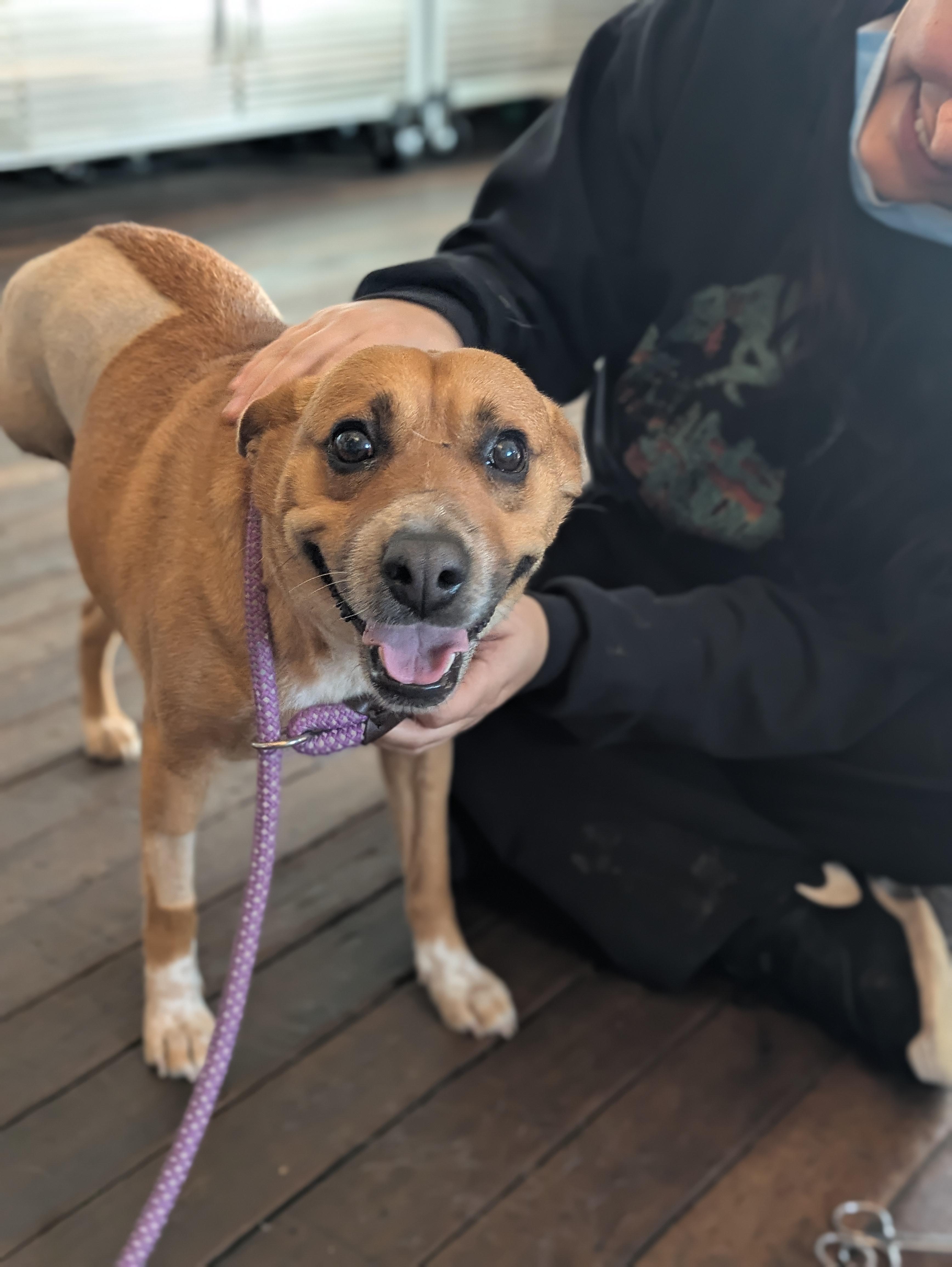 Enlarge Tulia, a ADOPTABLE mixed breed in Santa Rosa, CA image 5/6