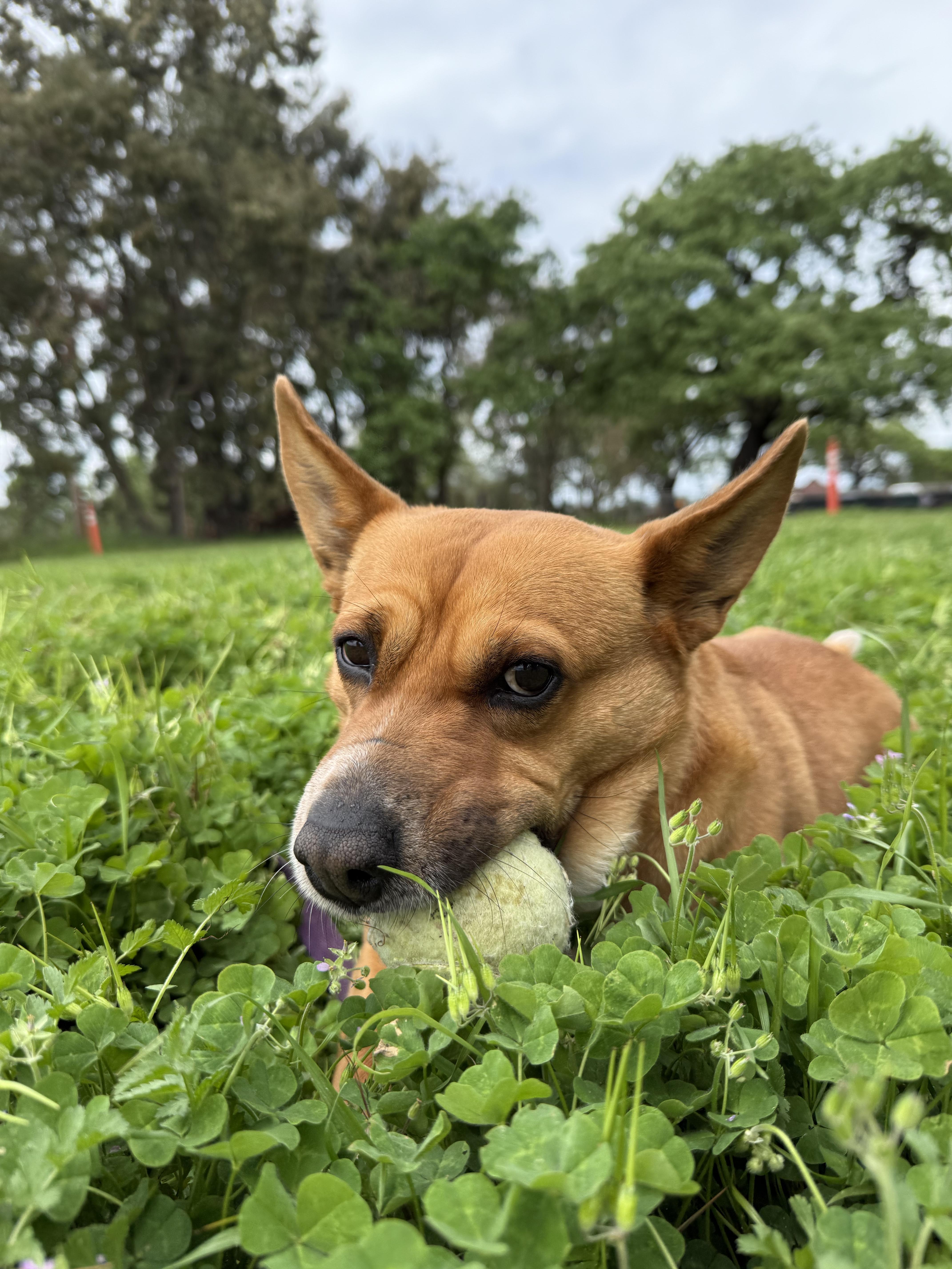 Enlarge Tulia, a ADOPTABLE mixed breed in Santa Rosa, CA image 4/6