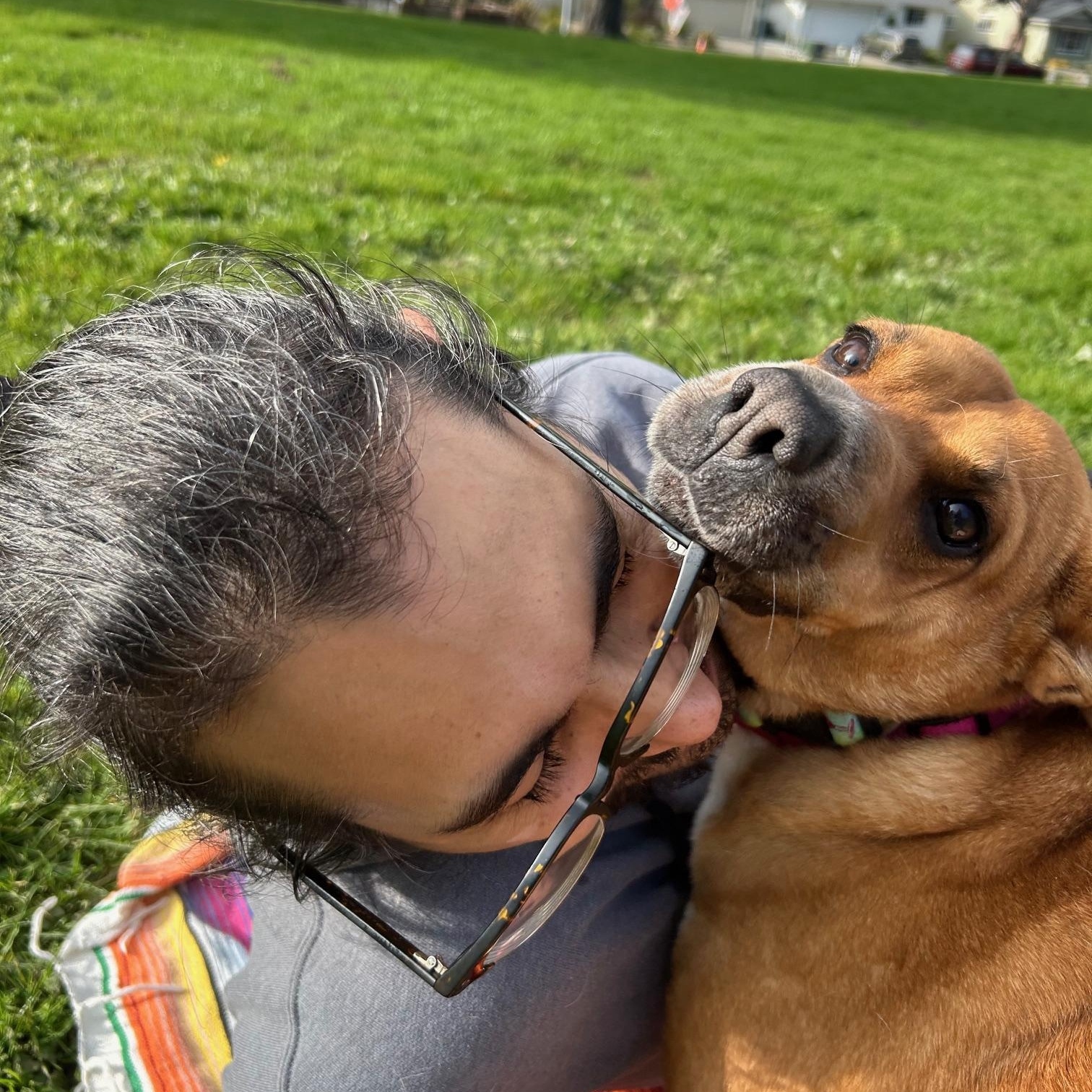 Enlarge Tulia, a ADOPTABLE mixed breed in Santa Rosa, CA image 4/6