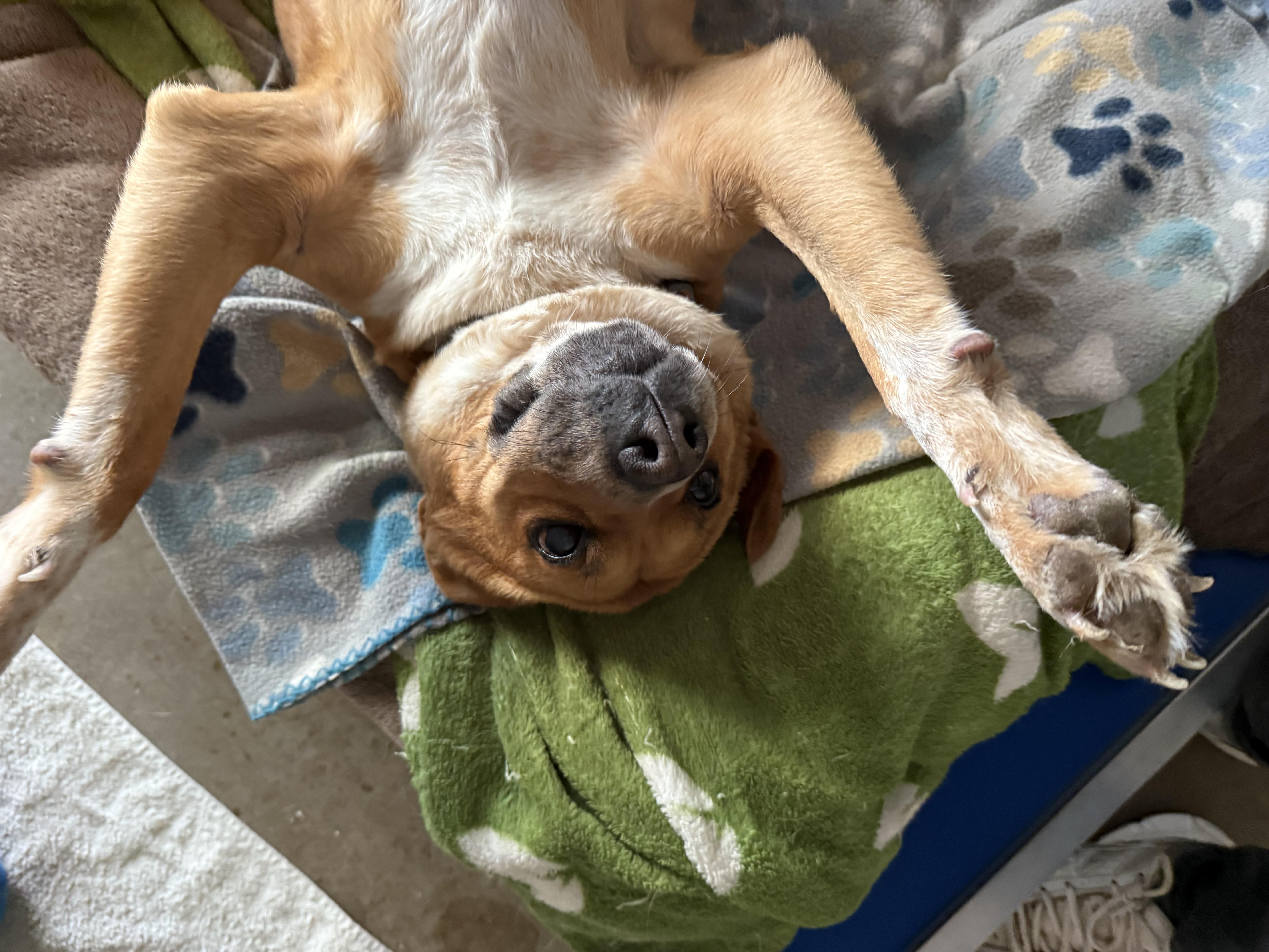 Enlarge Tulia, a ADOPTABLE mixed breed in Santa Rosa, CA image 6/6