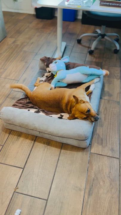 Enlarge Tulia, a ADOPTABLE mixed breed in Santa Rosa, CA video 3/6