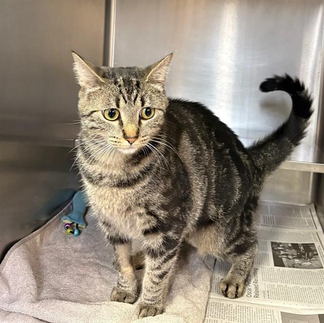 OPAL, Adoptable, Young Female Domestic Short Hair.