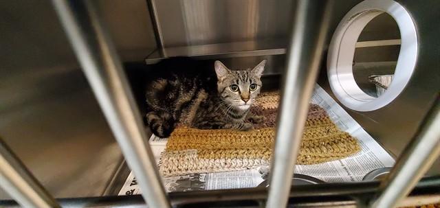 Enlarge OPAL, a Adoptable Domestic Short Hair in Aurora, IL image 1/1