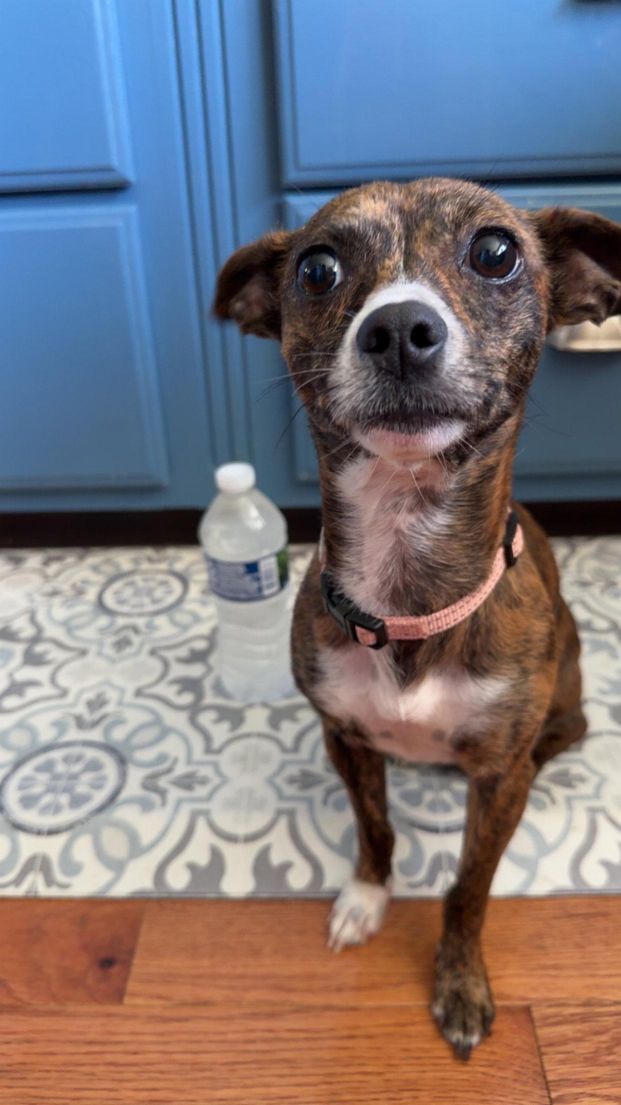 Rita, Adopted, Young Female Terrier.