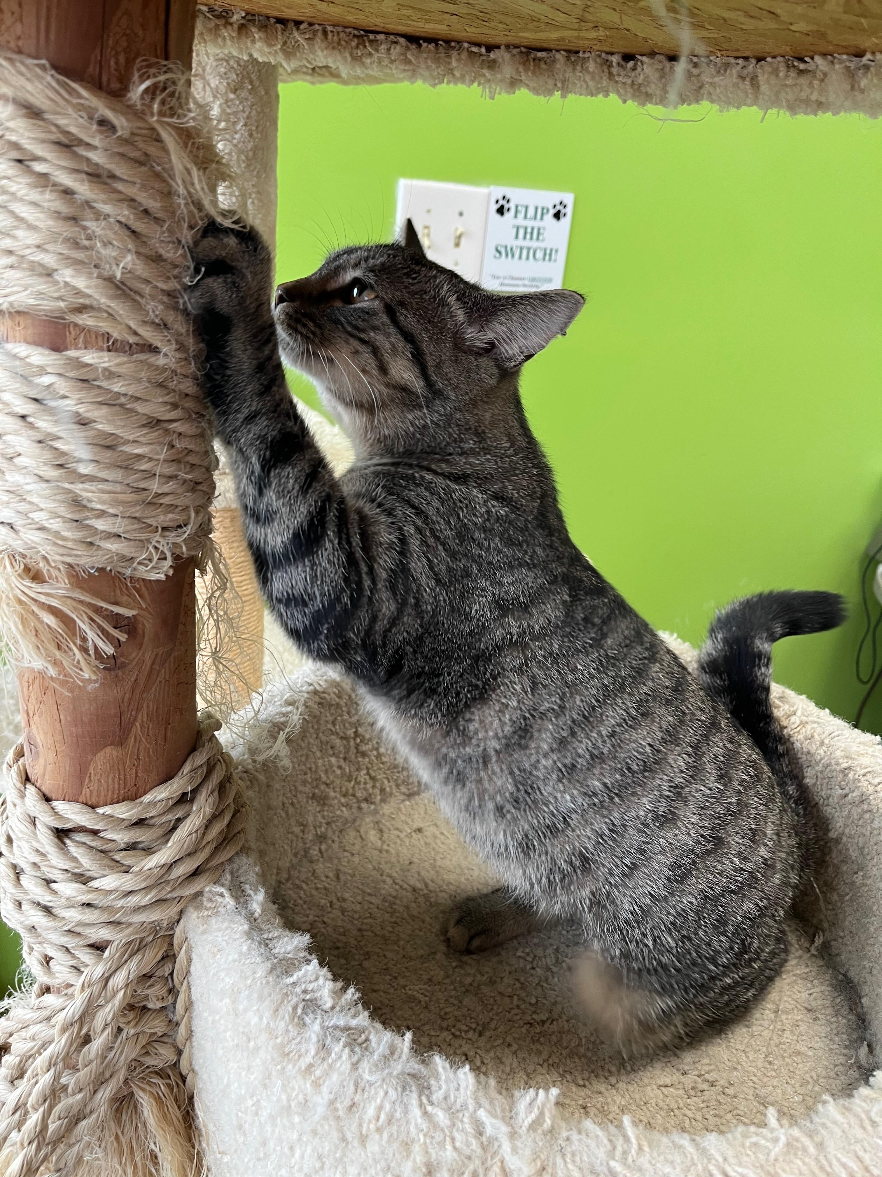 Peet, a Adoptable Domestic Short Hair in Richmond, KY image 4/6