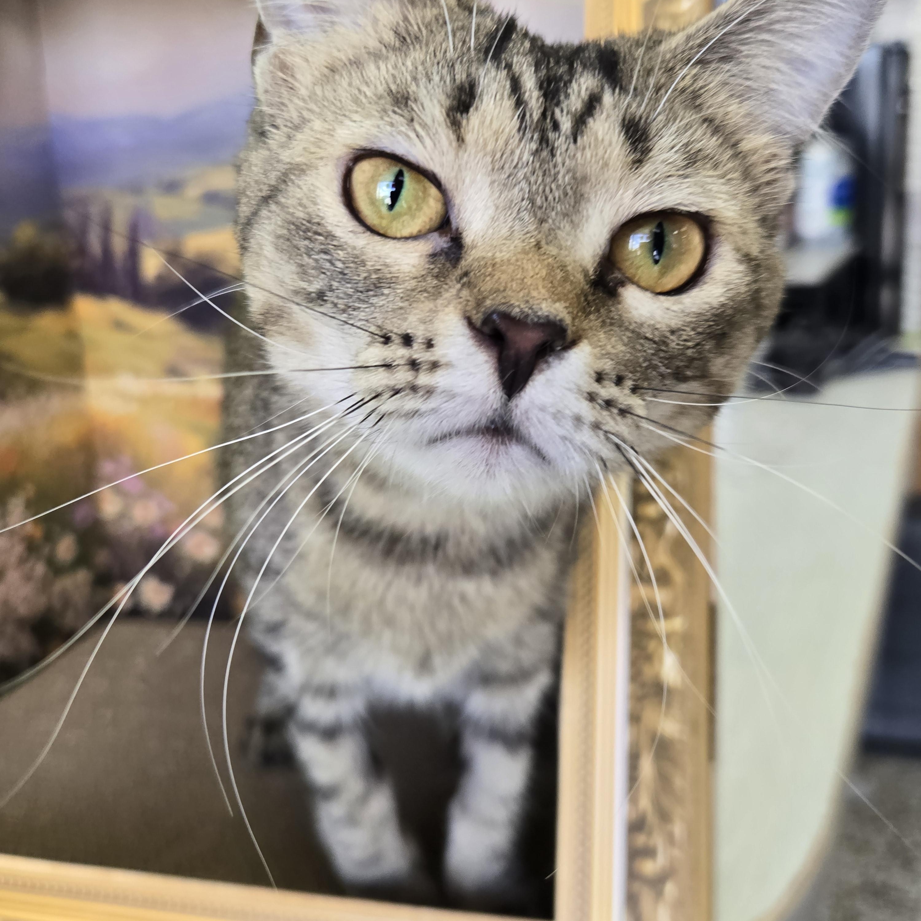 Peet, Adoptable, Young Female Domestic Short Hair.
