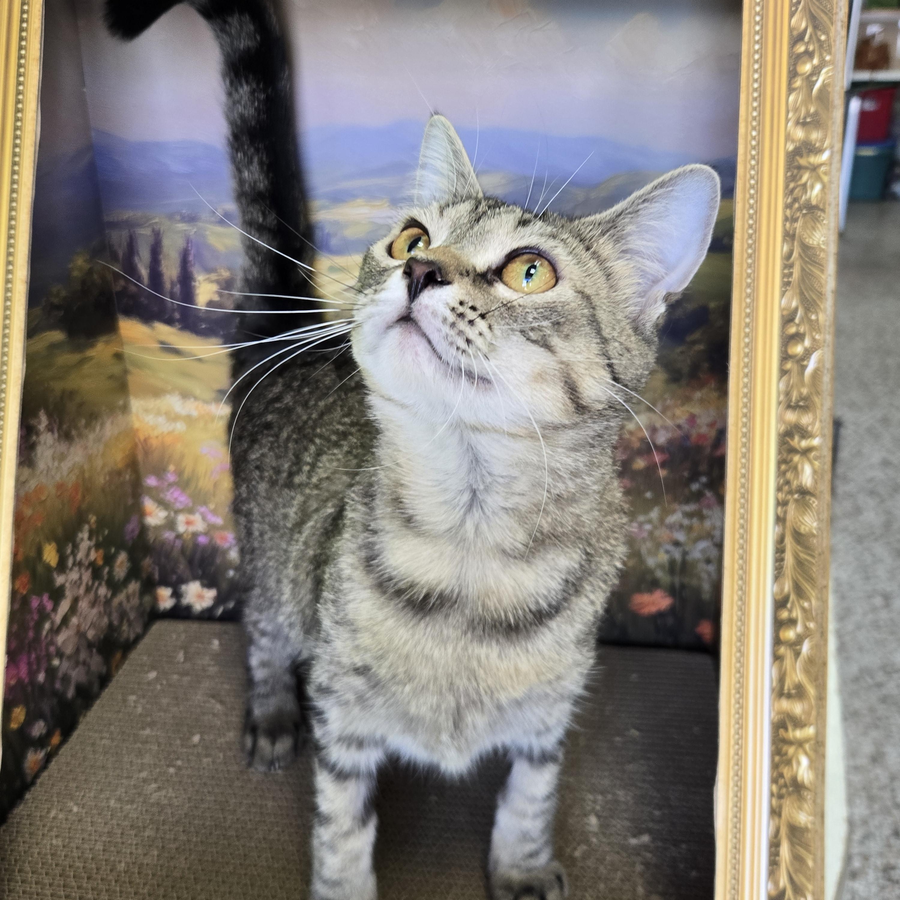 Peet, a Adoptable Domestic Short Hair in Richmond, KY image 6/6