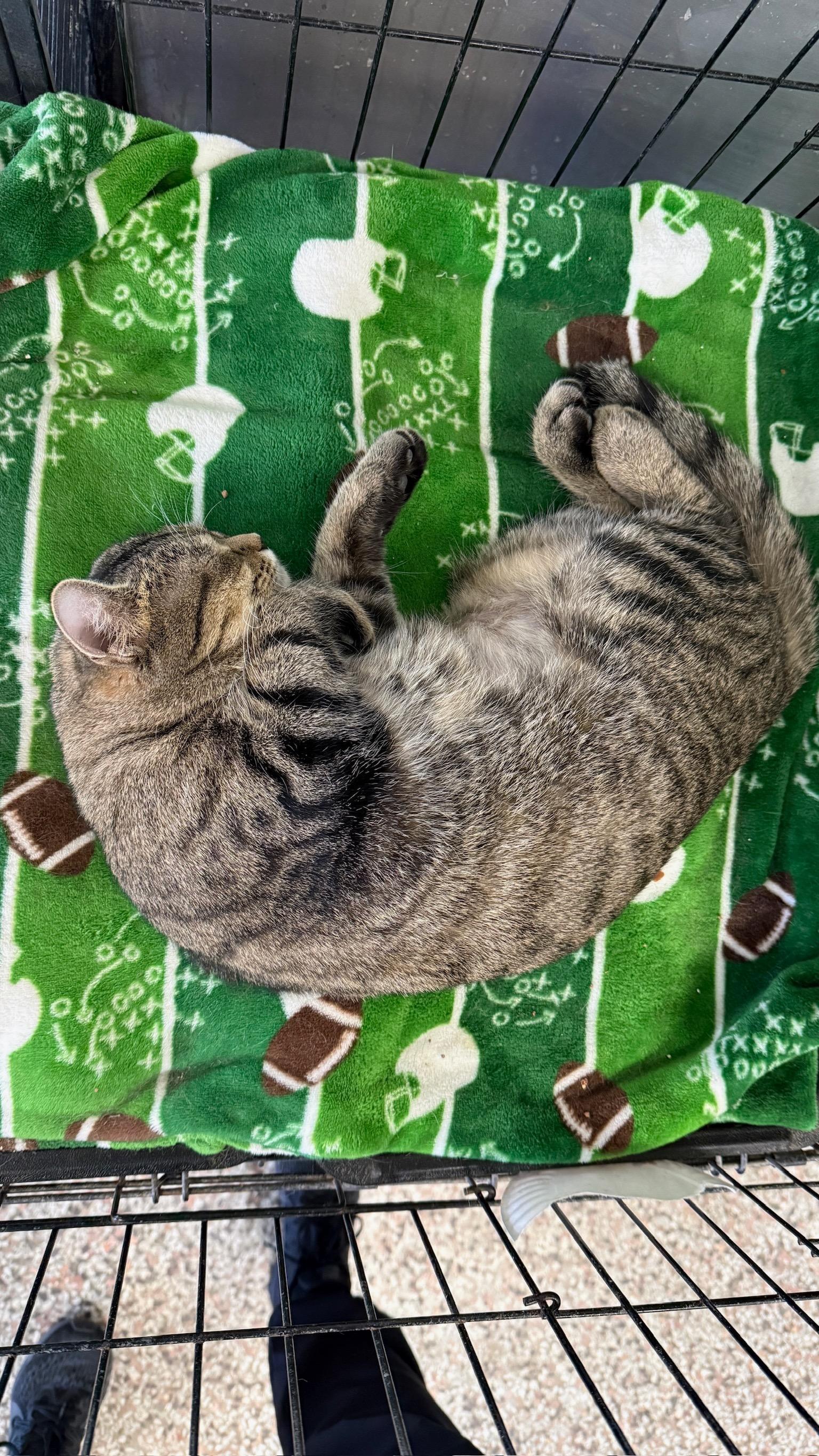 Peet, a Adoptable Domestic Short Hair in Richmond, KY image 6/6